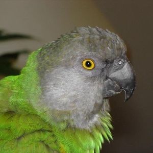 Meet your Posher, Barb